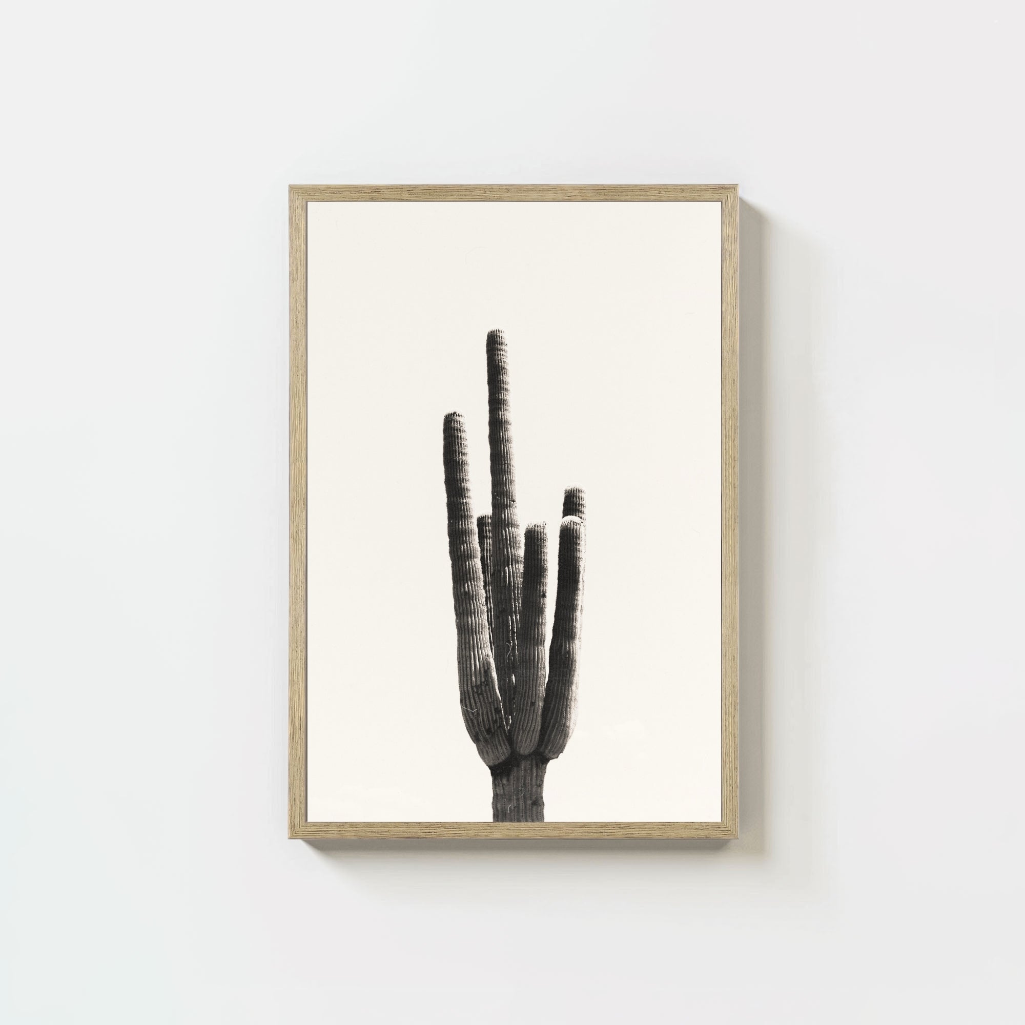 Cacti