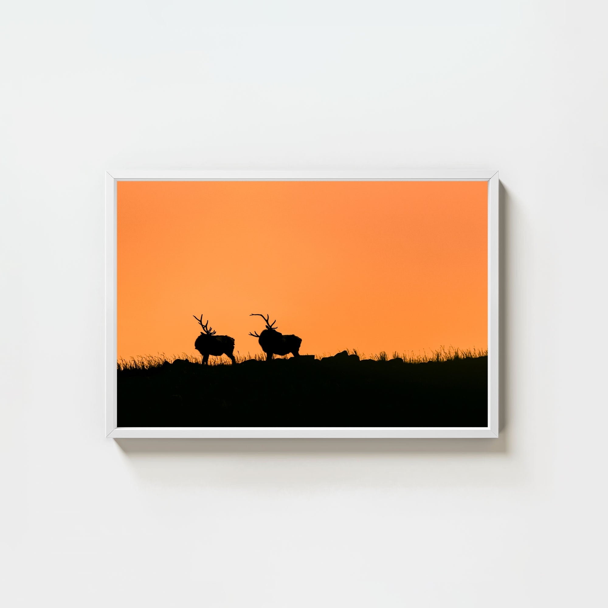 Wapiti