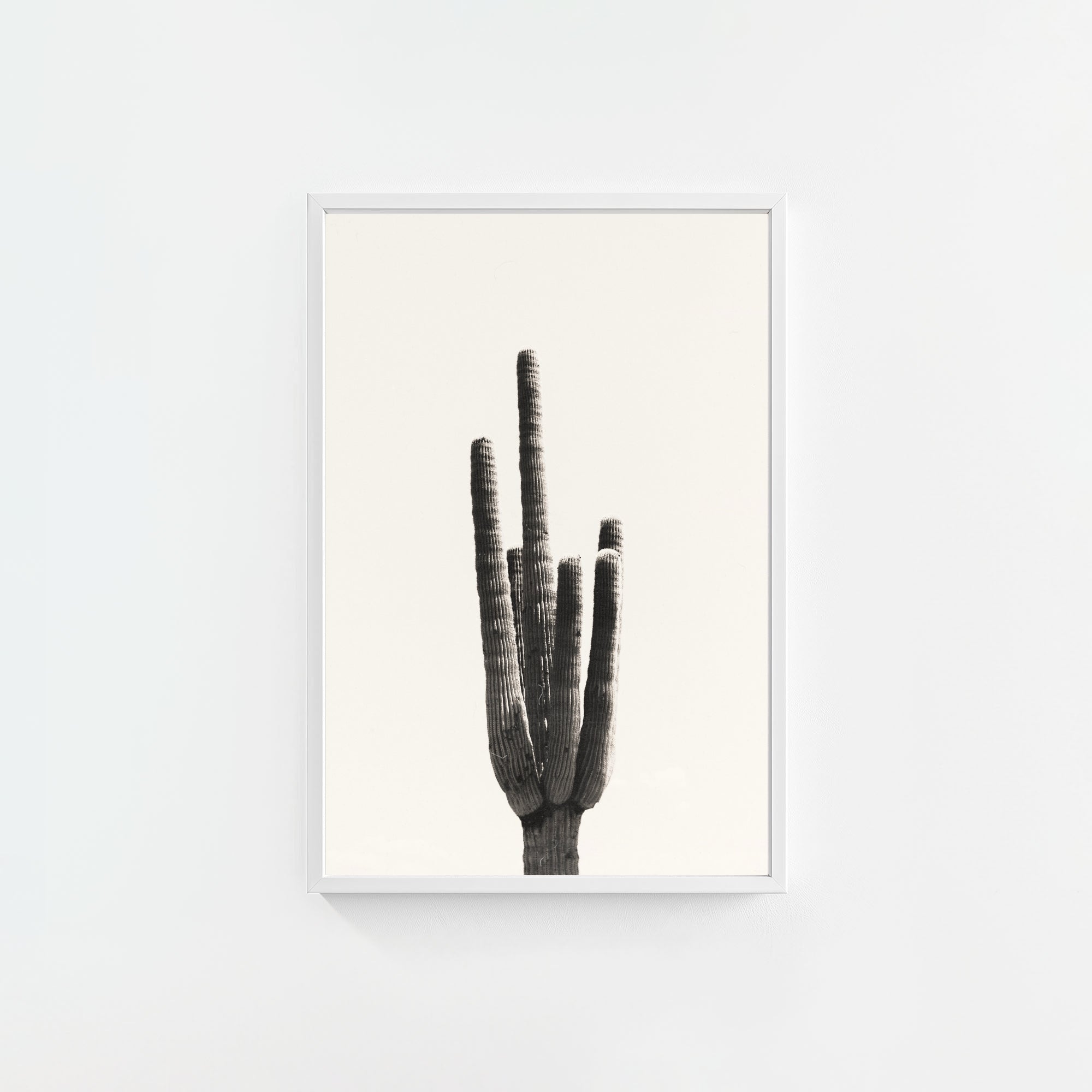 Cacti