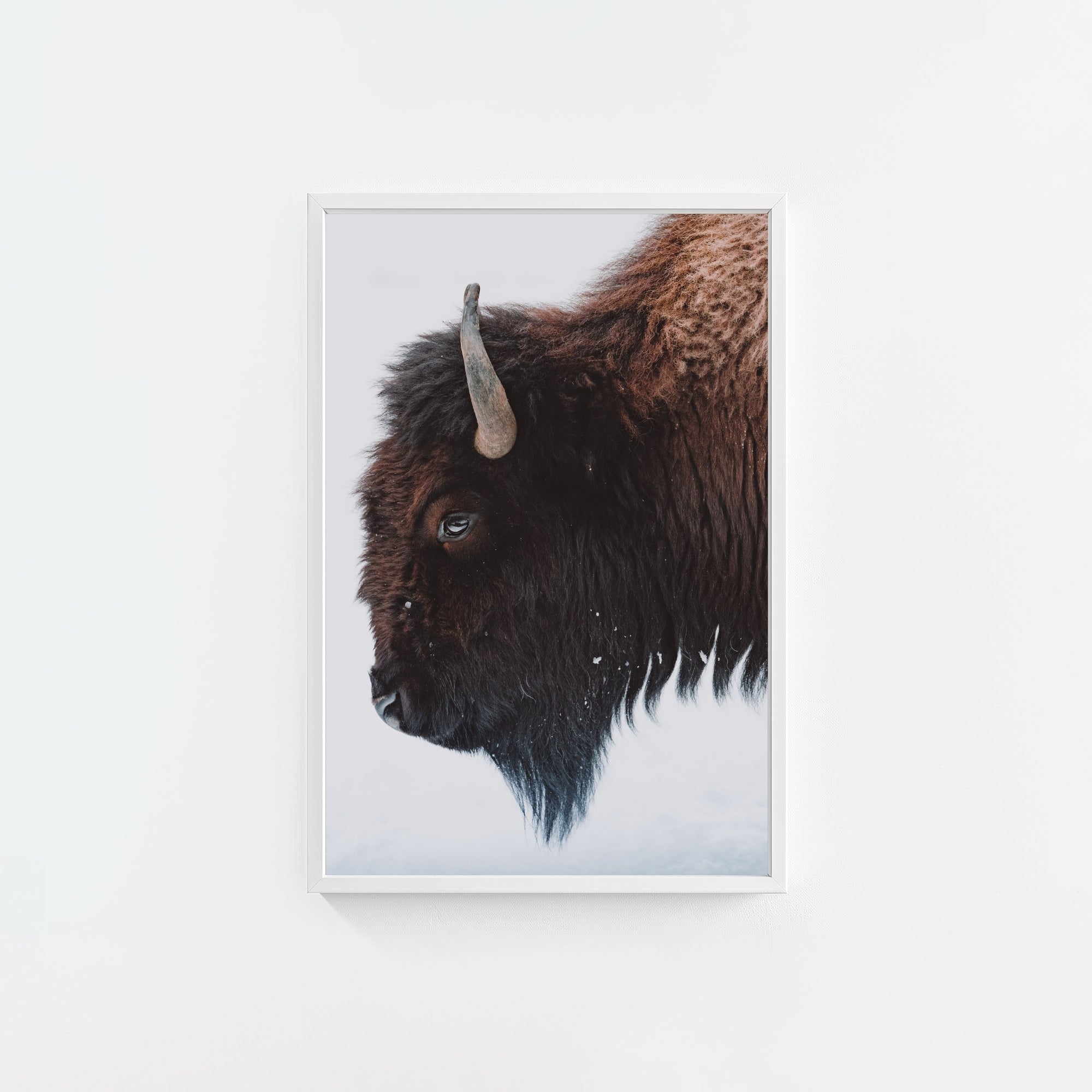 A Bison's Portrait