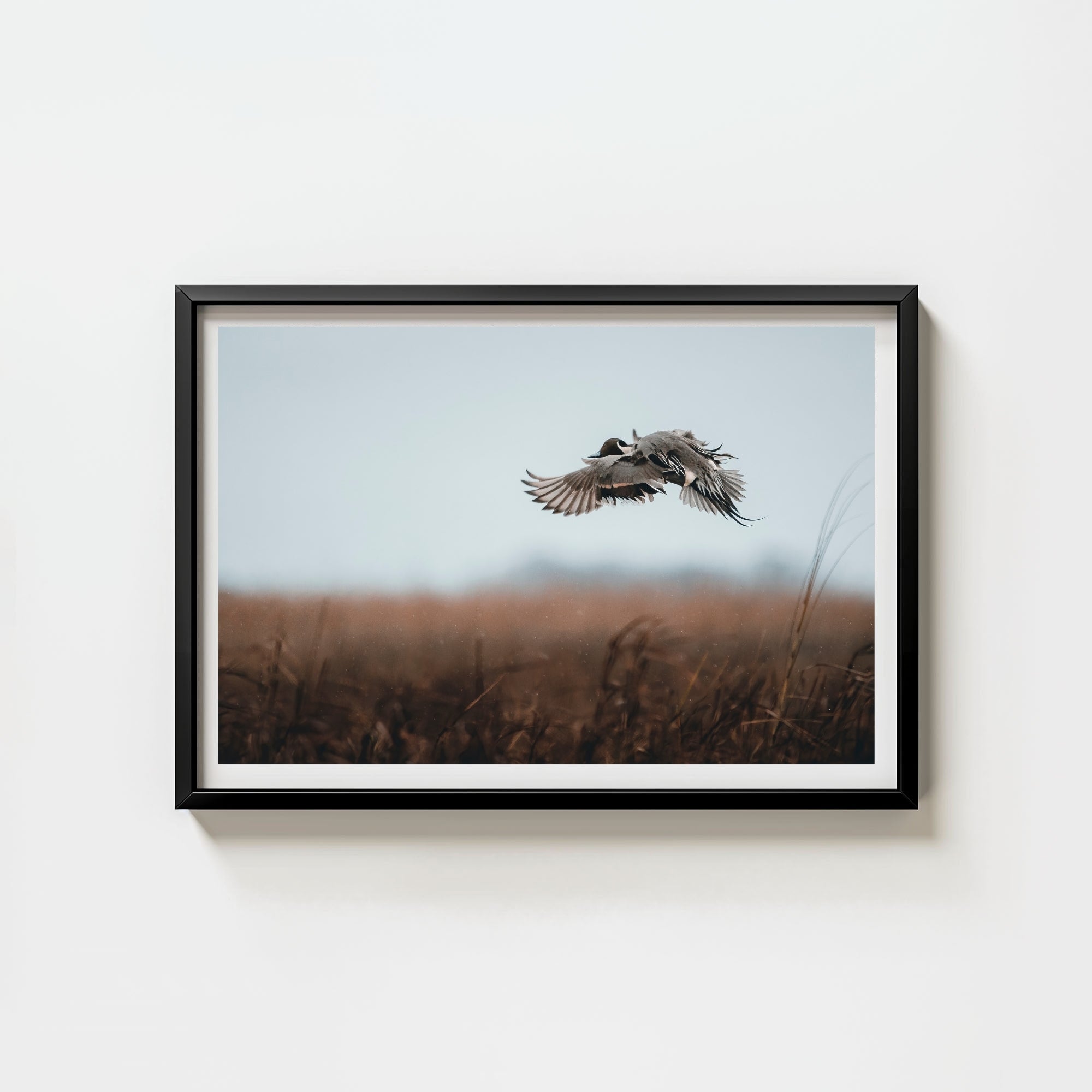 Pintail's Final Approach