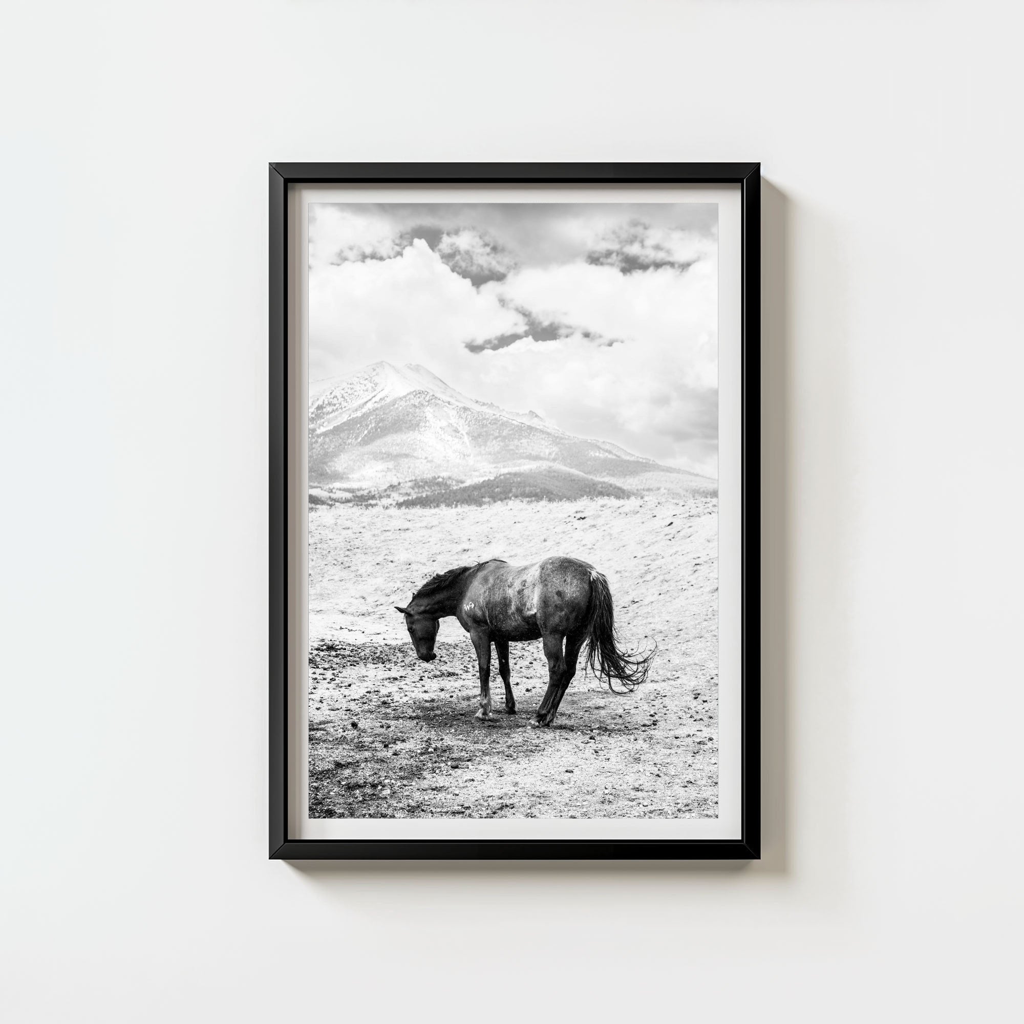 A Horse Named Sturgill