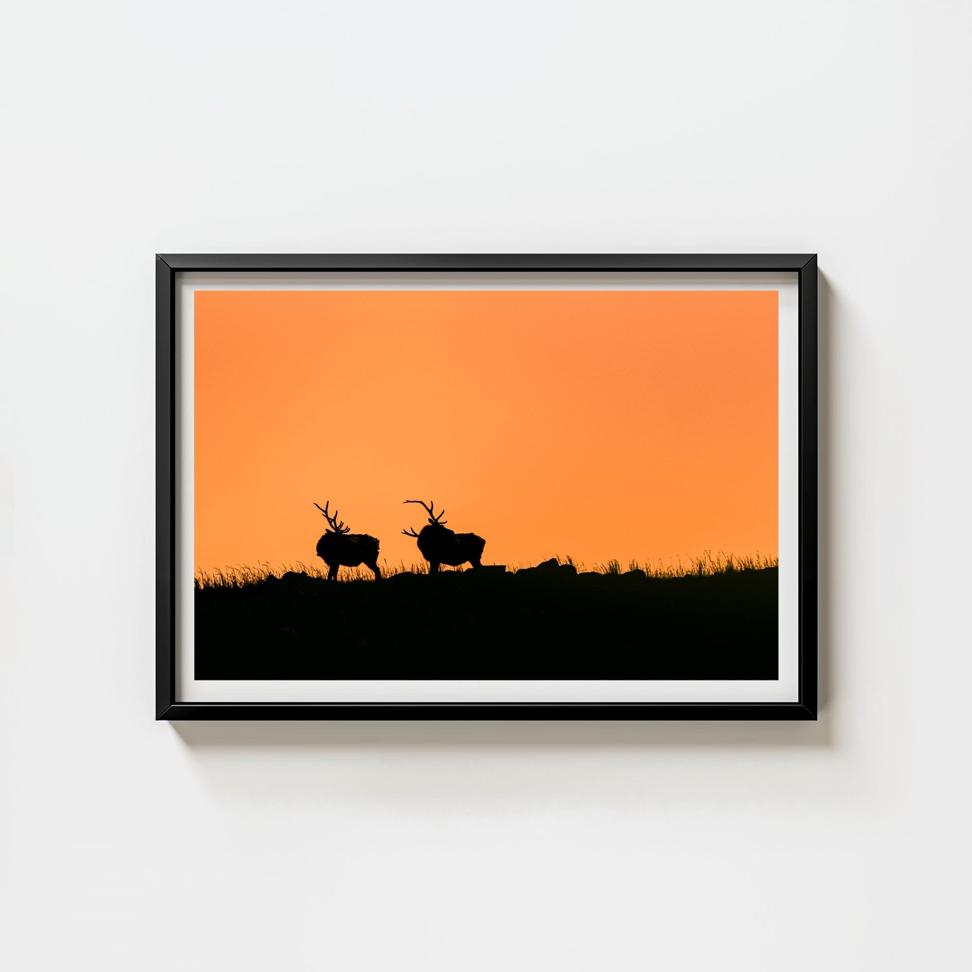 Wapiti
