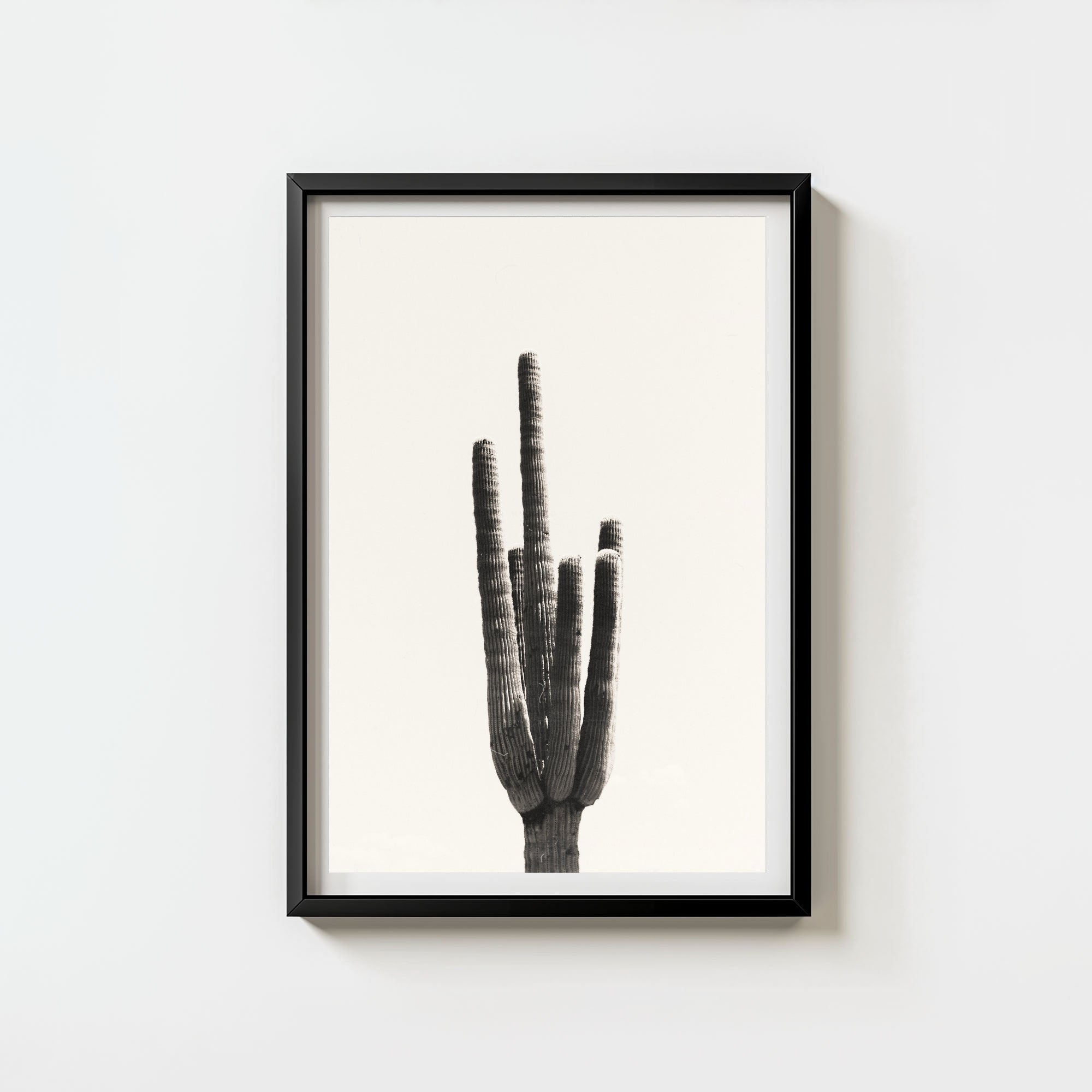 Cacti
