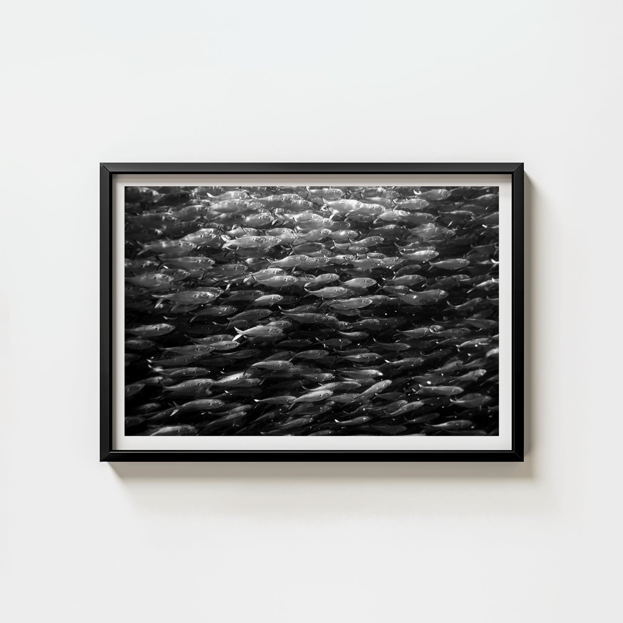 Swimming with Menhaden