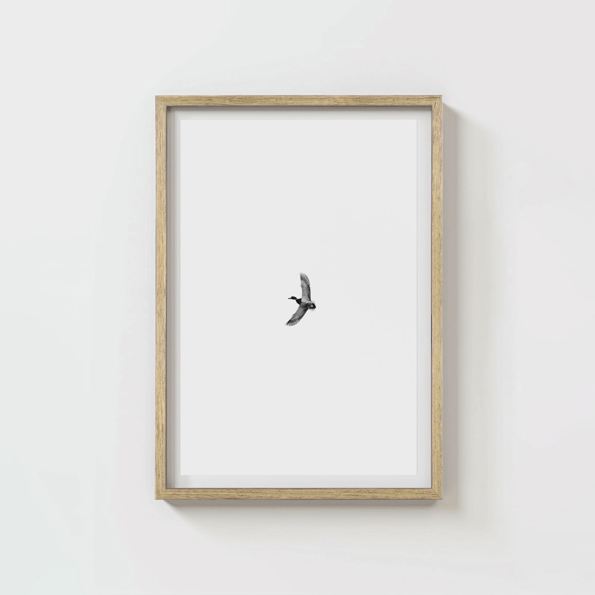 Greenhead