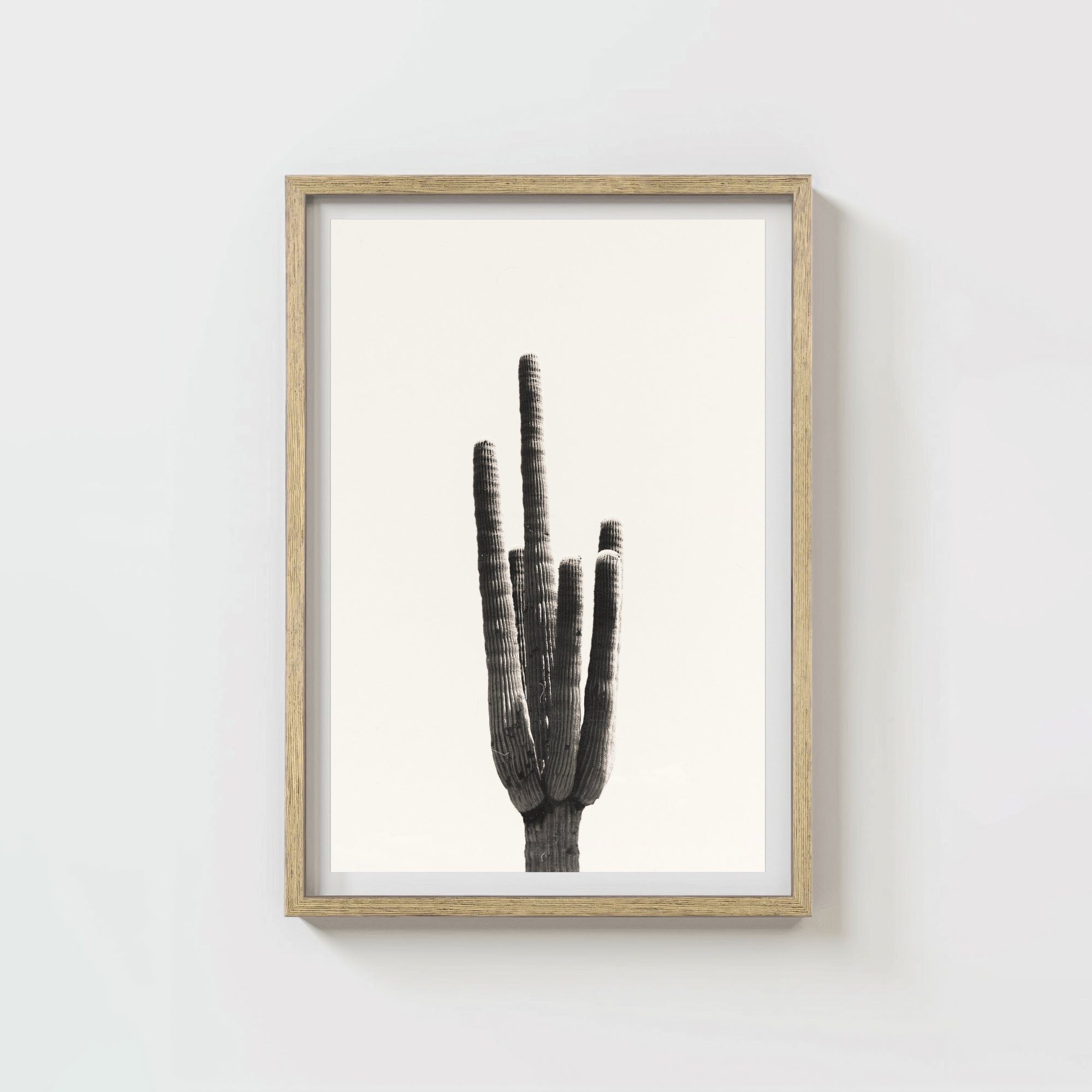 Cacti