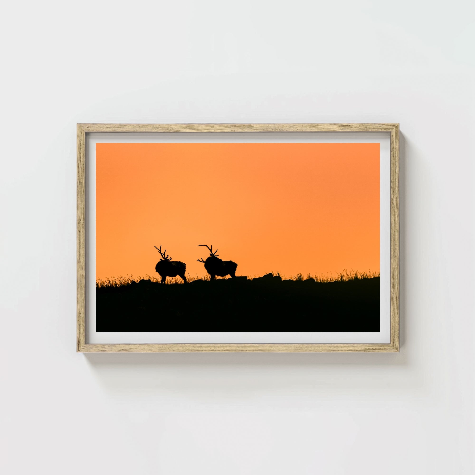 Wapiti