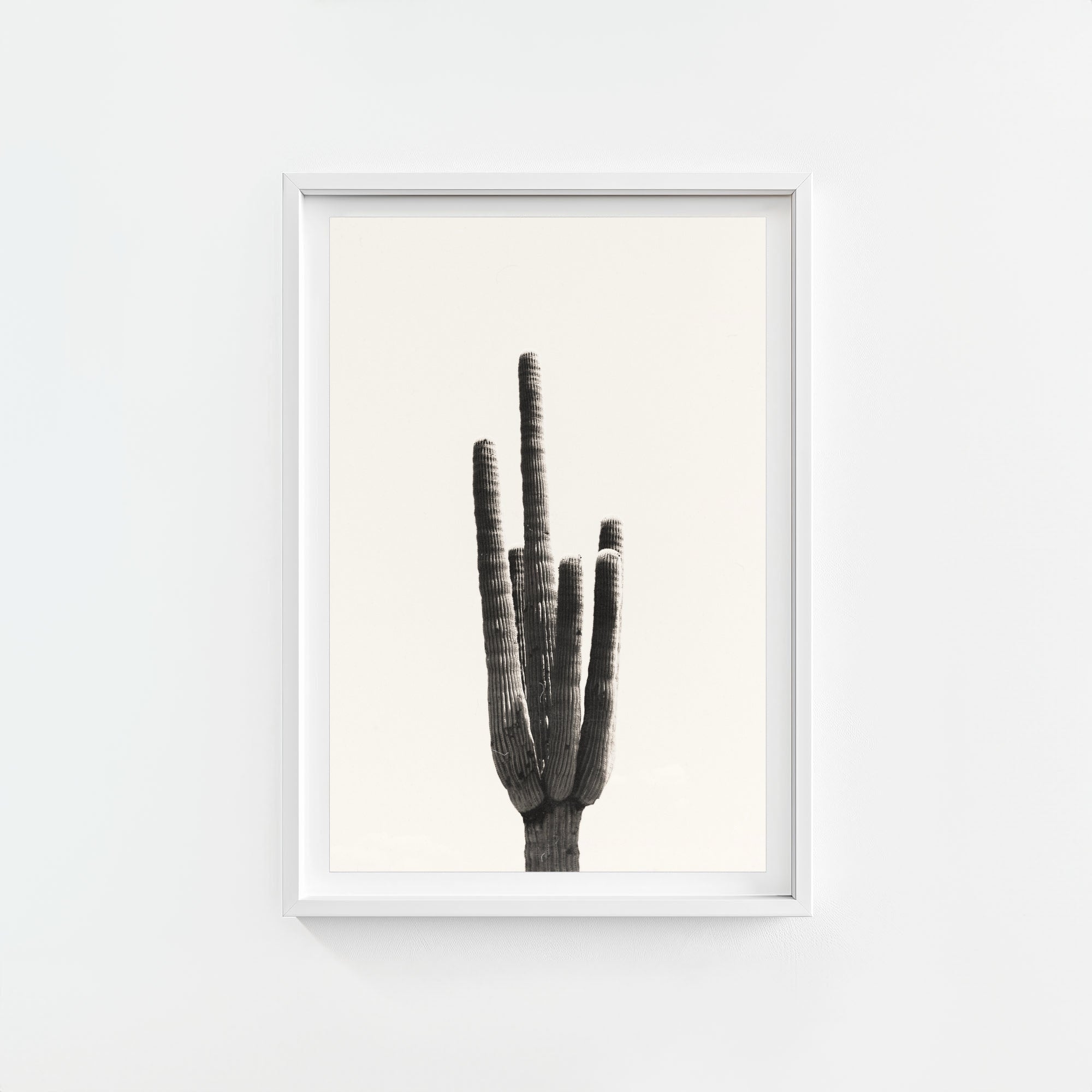 Cacti