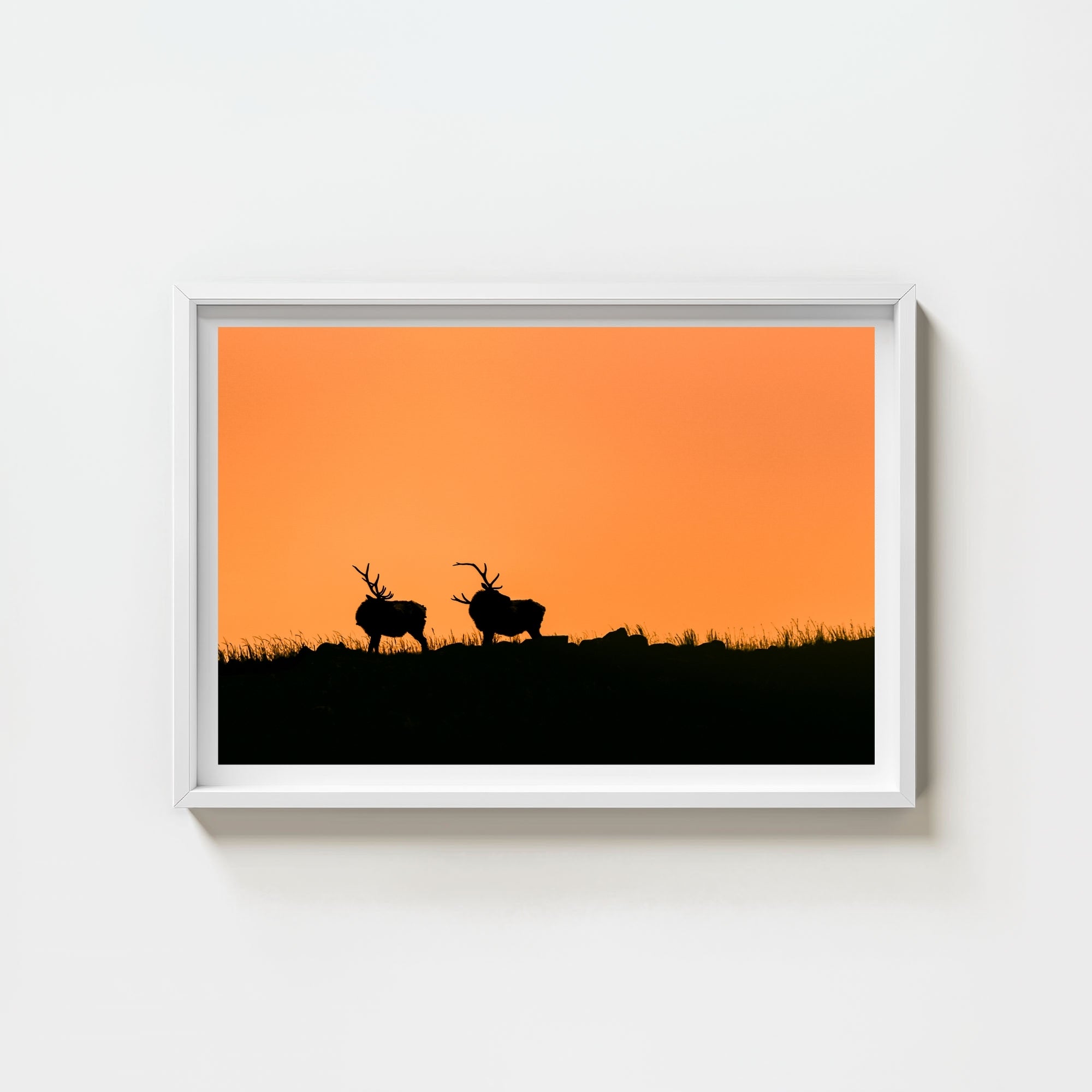 Wapiti
