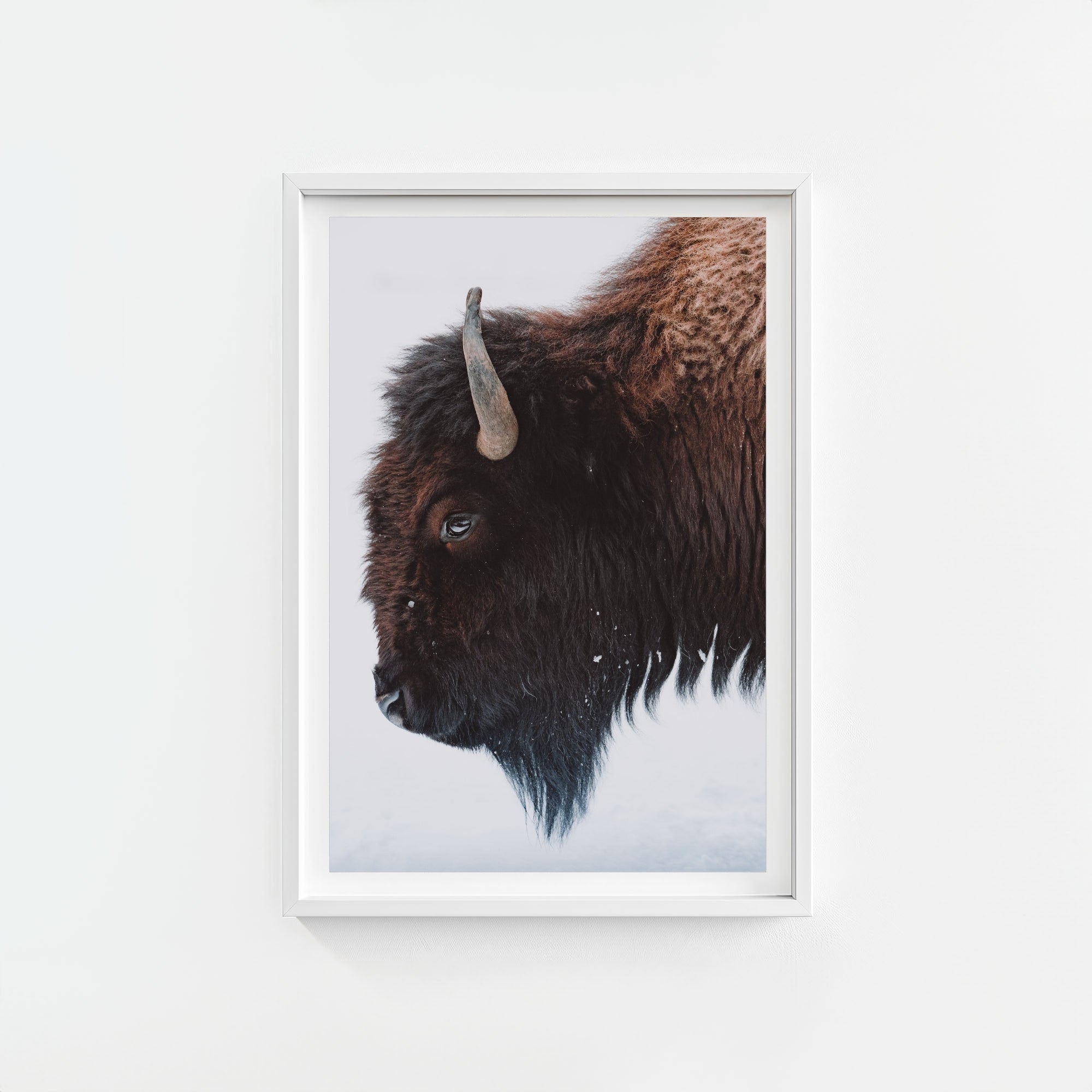 A Bison's Portrait