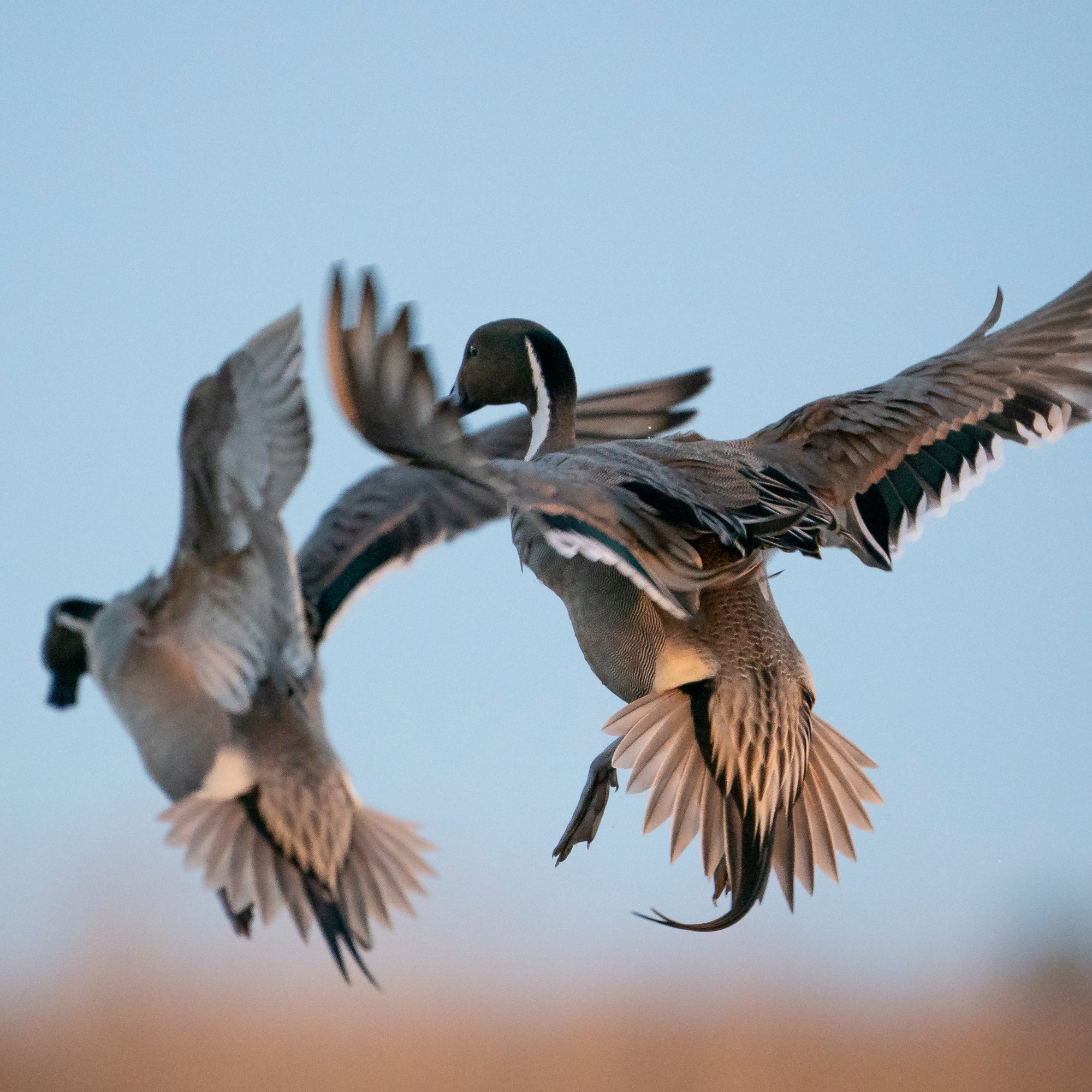 Pair Of Sprigs