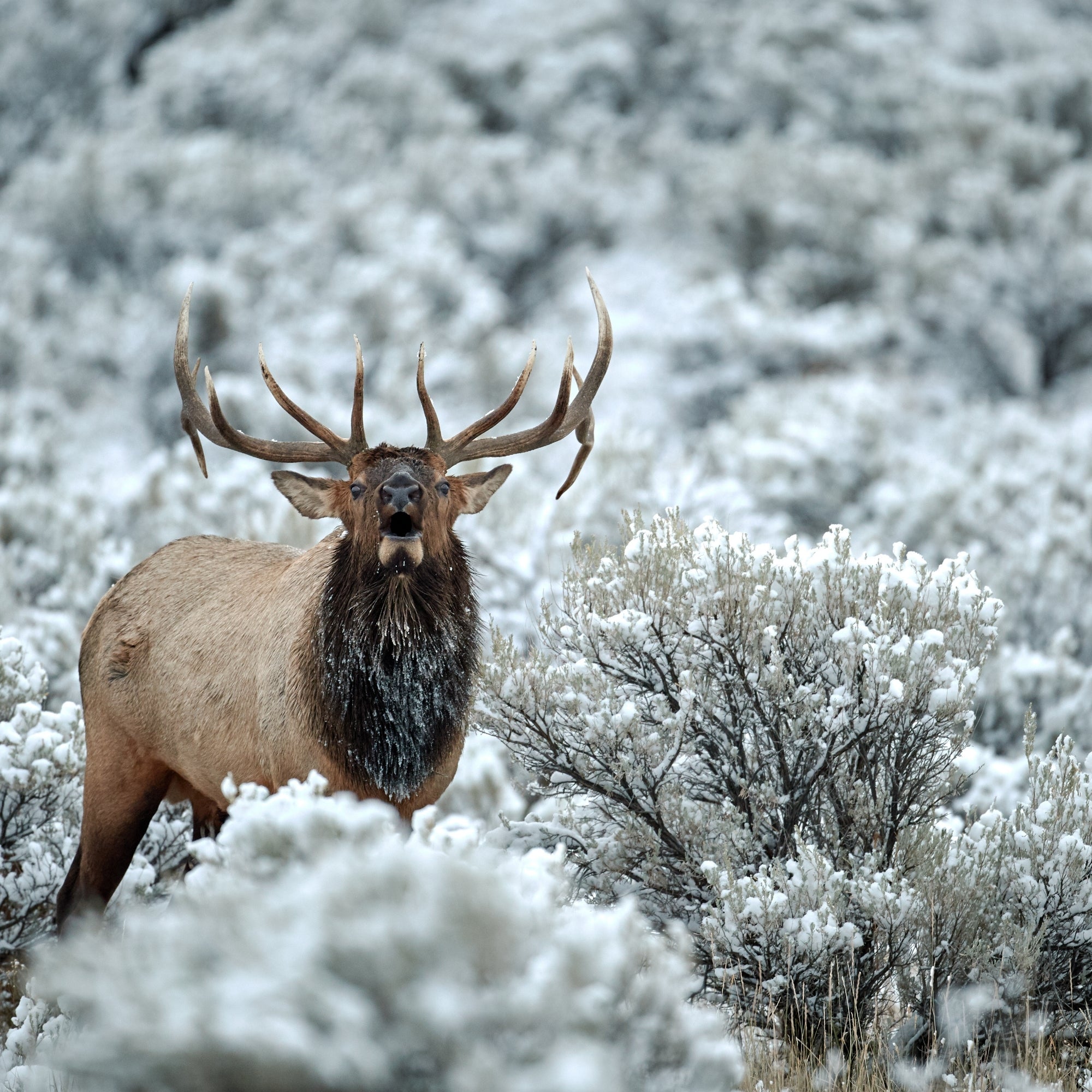 Frosted Tips