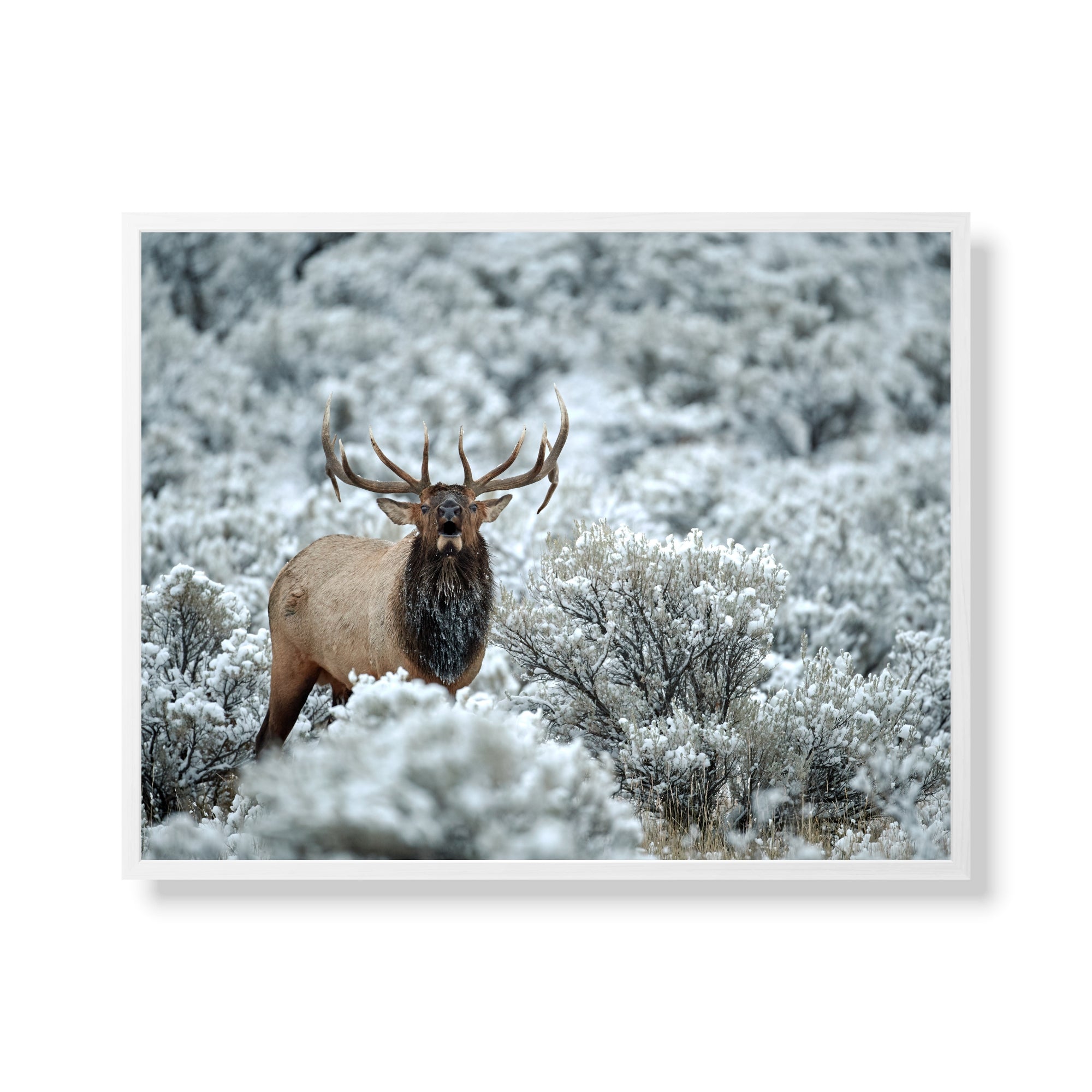 Frosted Tips