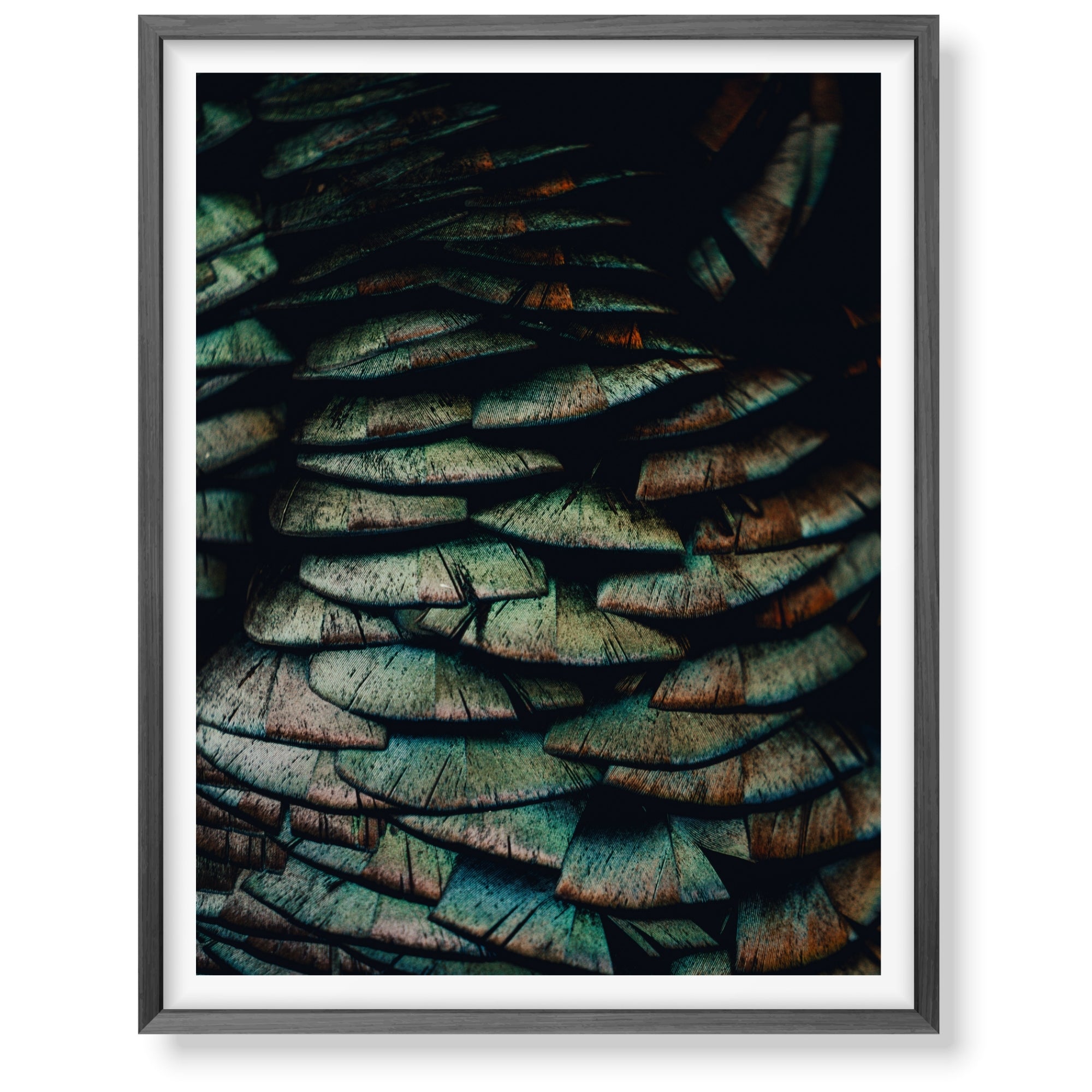Full Plume (1 of 10)