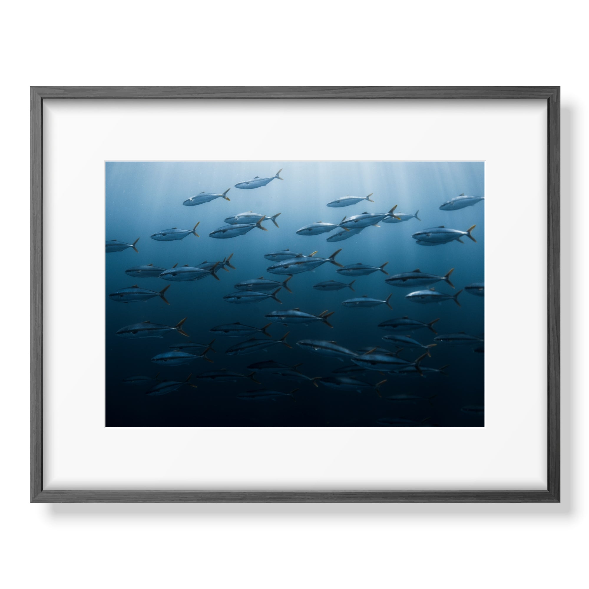 Tuna Fish Print Mat Border Black Large