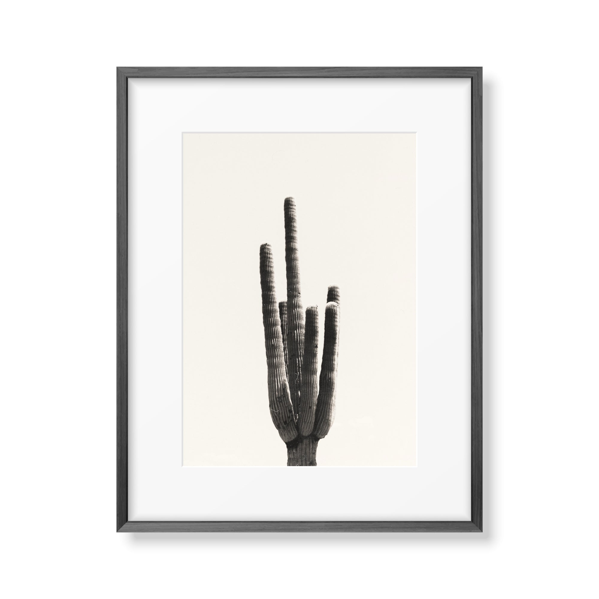 Cacti