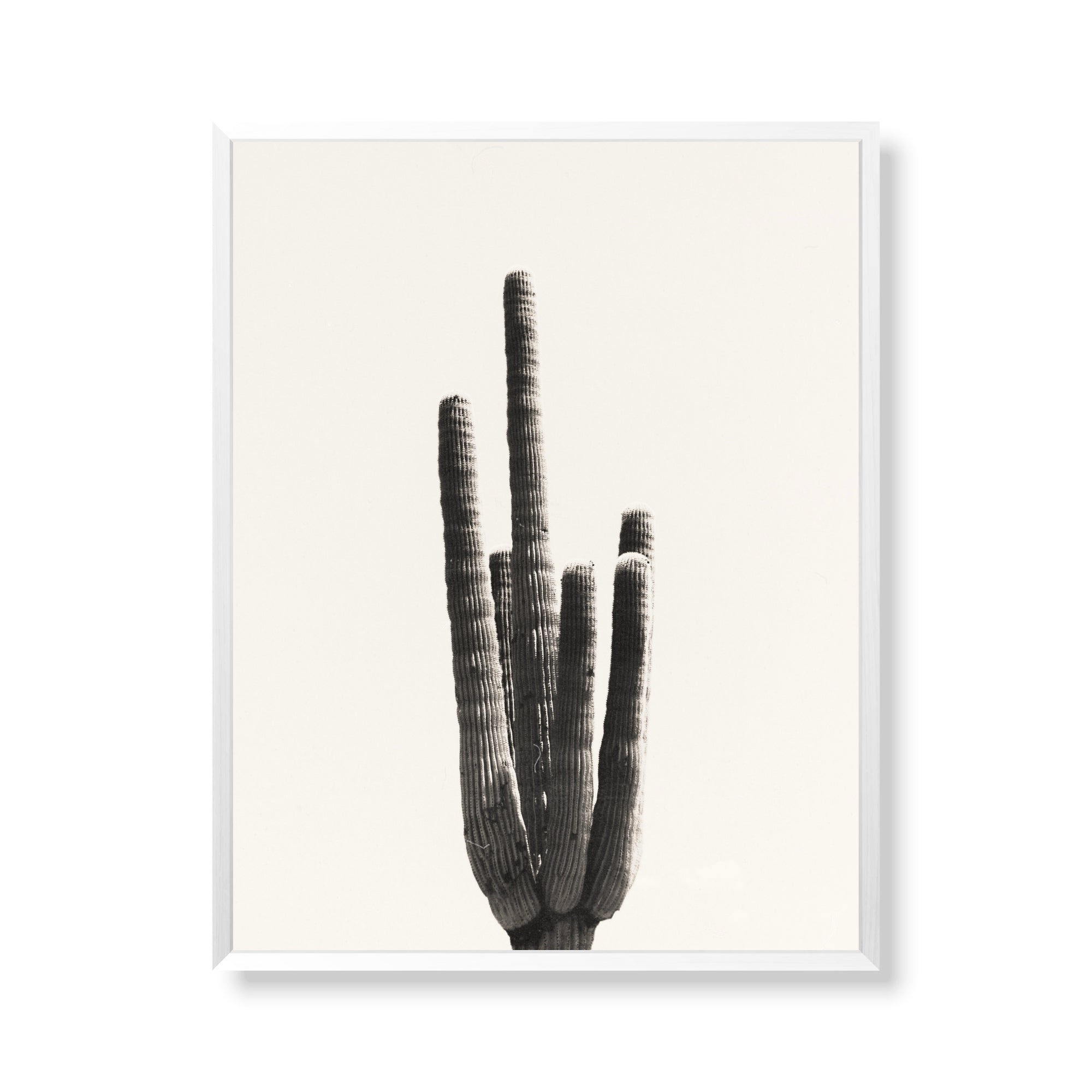 Cacti