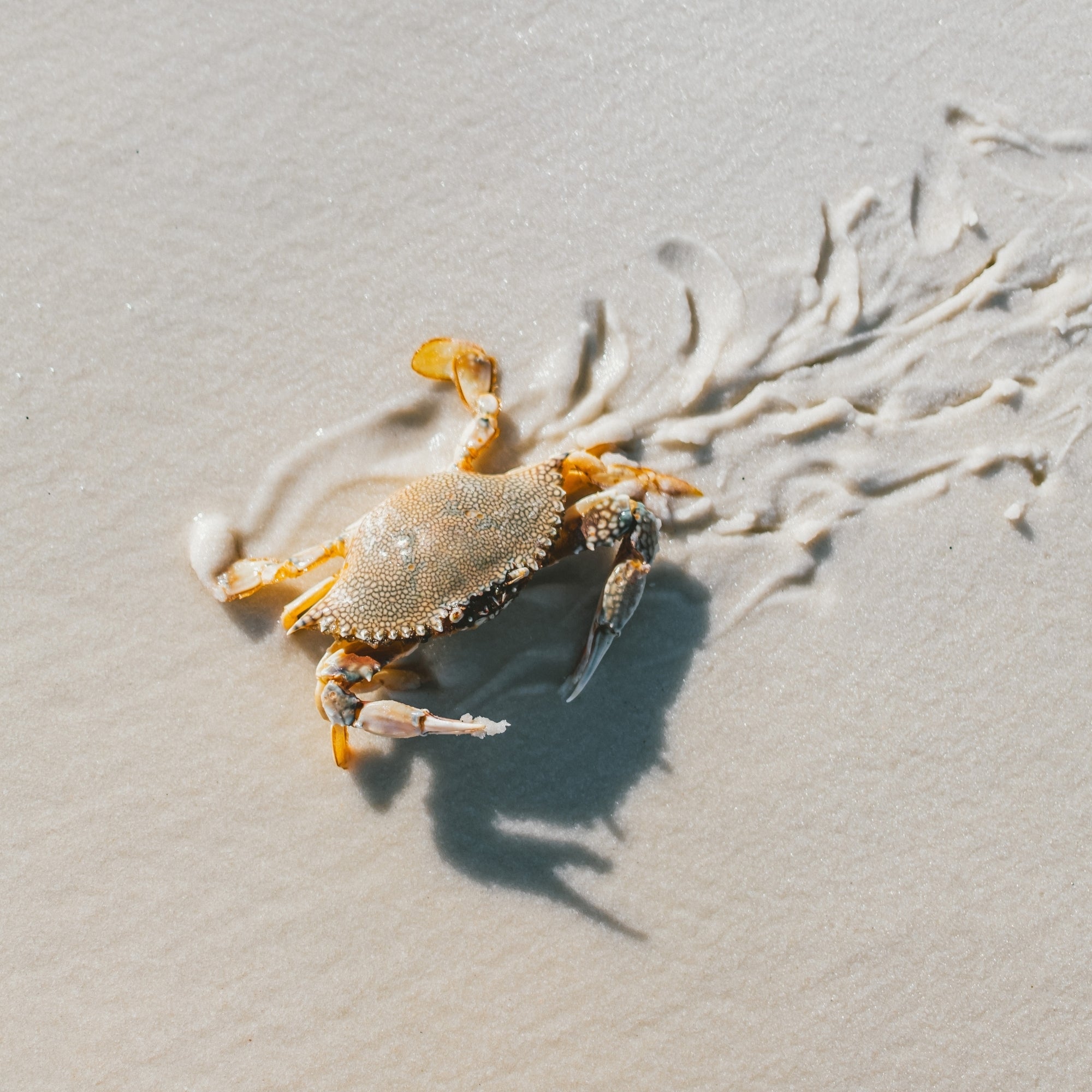Crab Graffiti