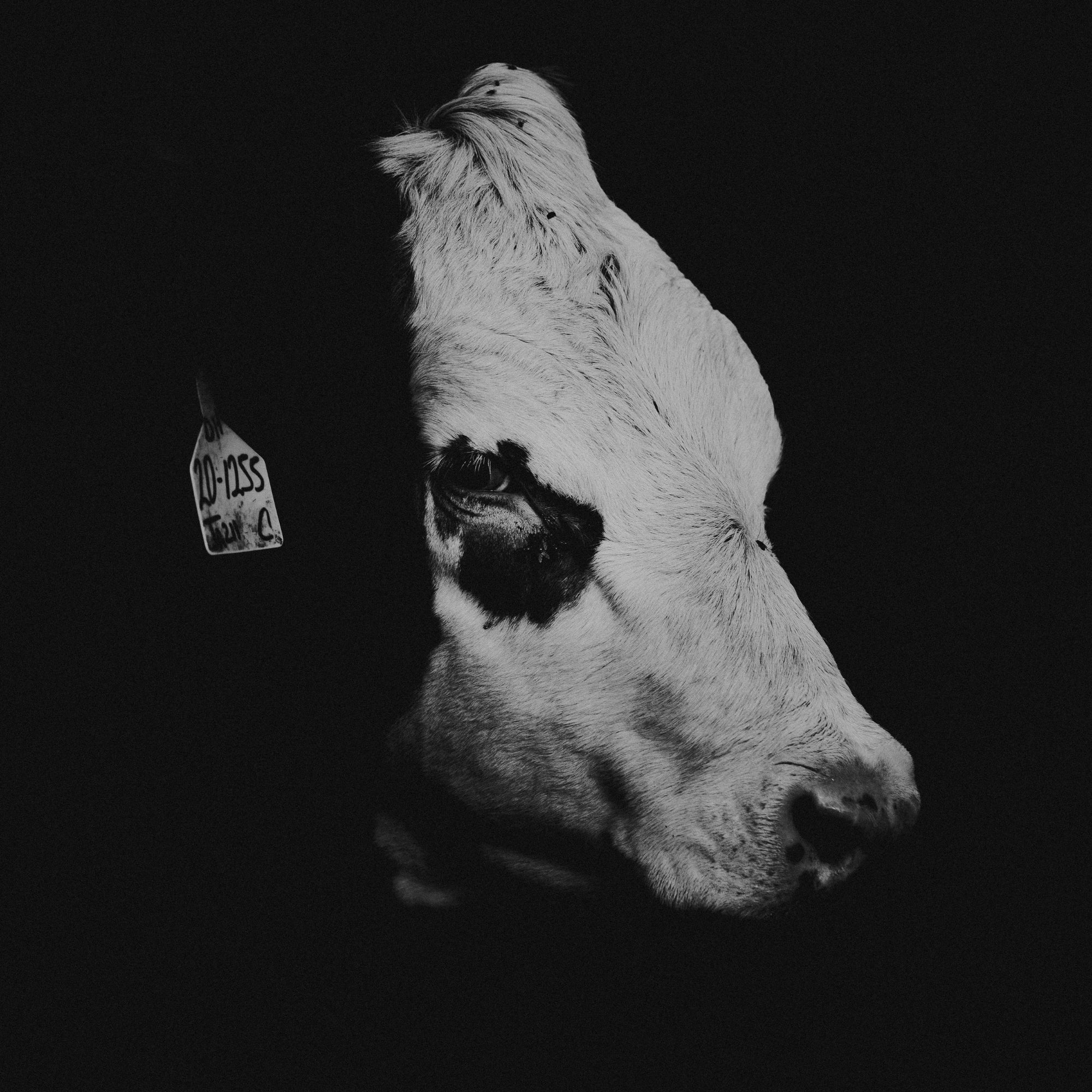 Cow Poke