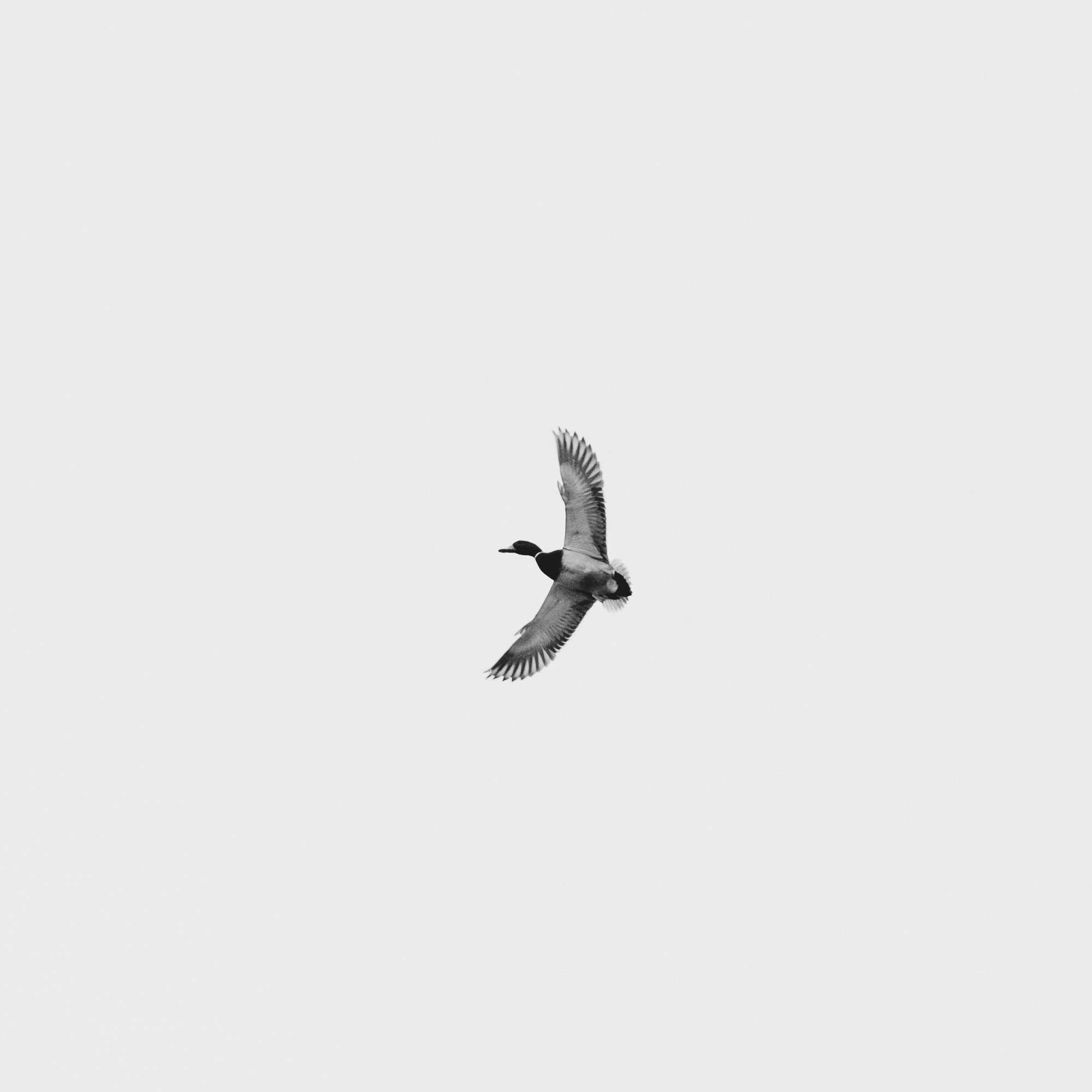 Greenhead