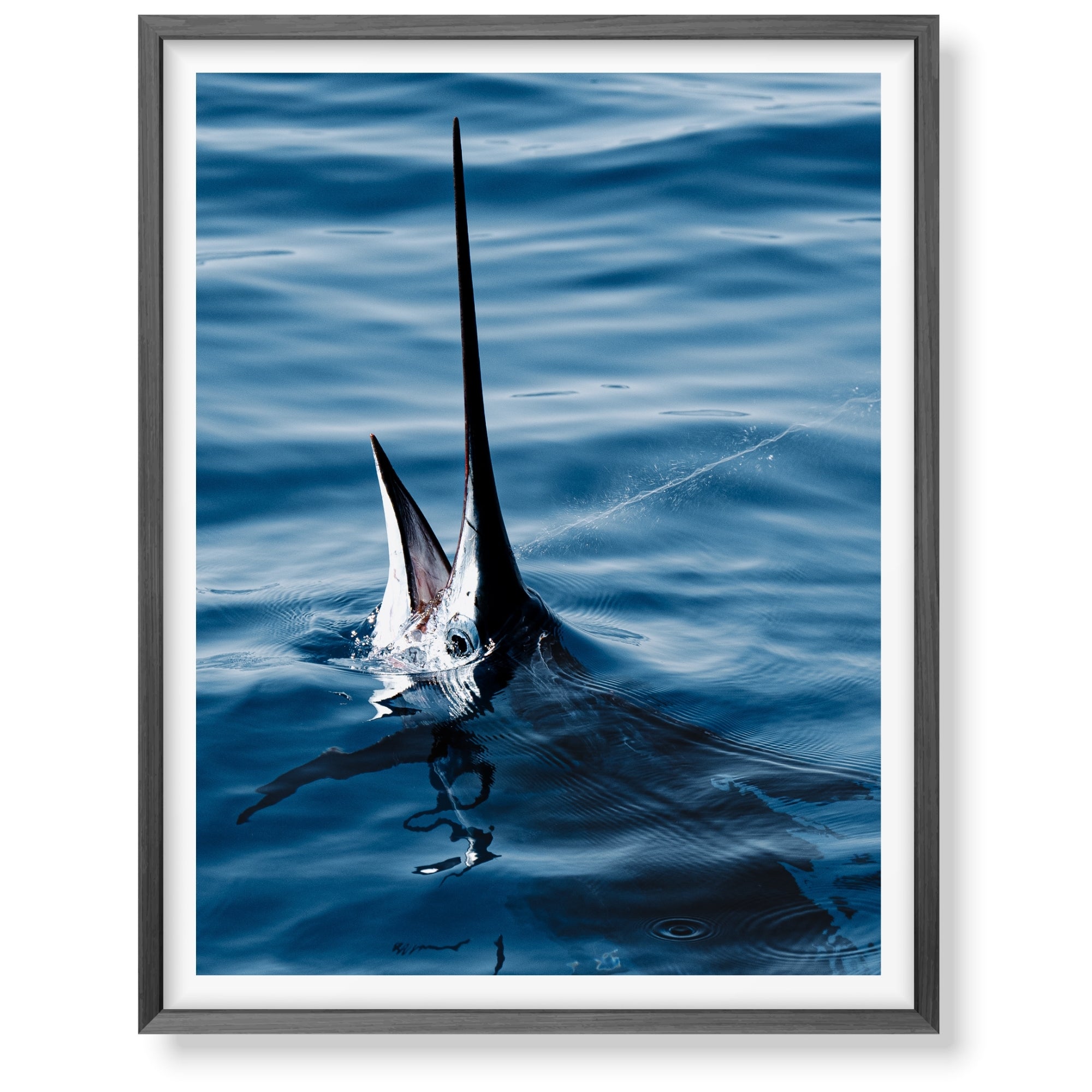 Sail Bite