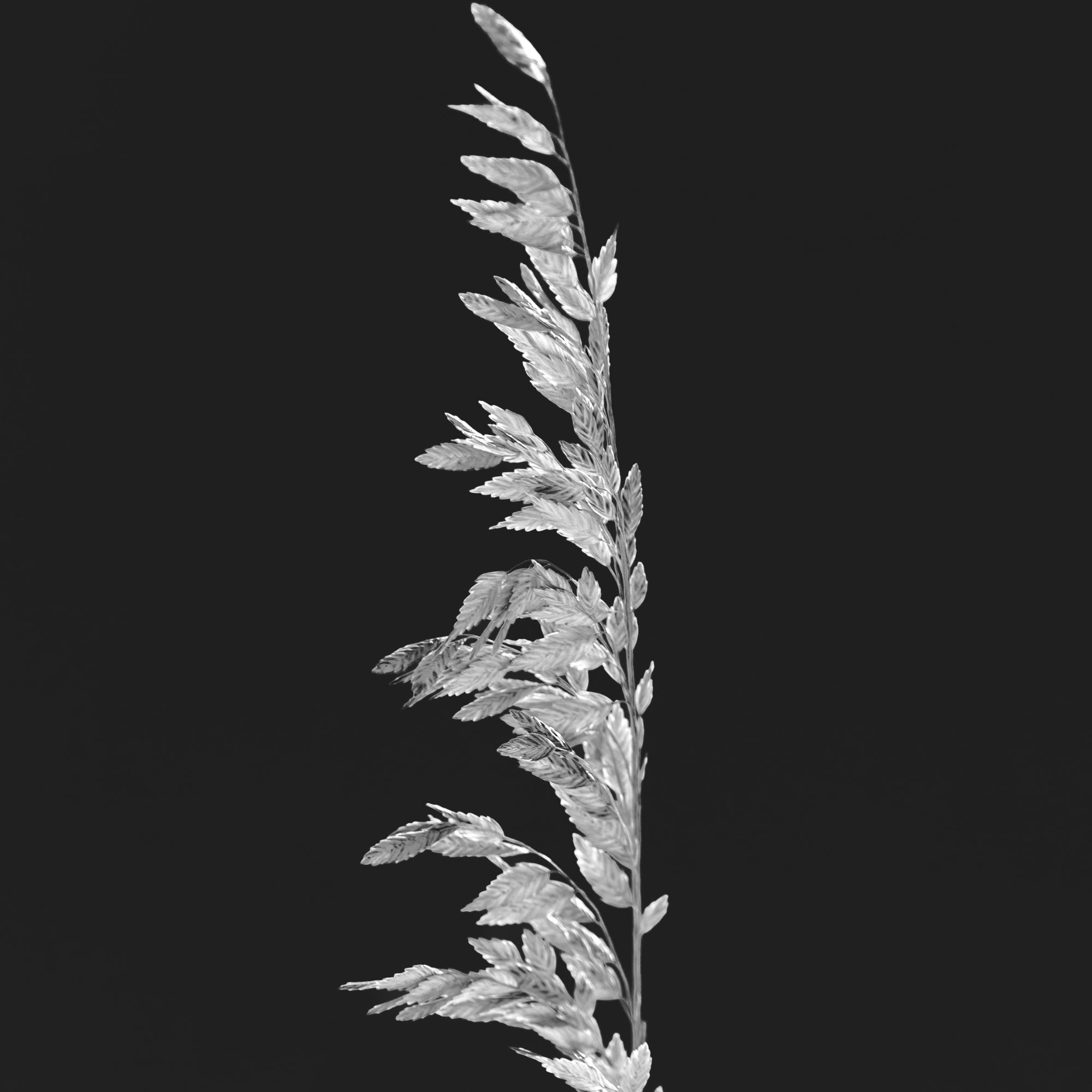 Wild Grain